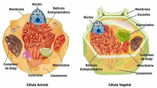 Células de animais versus células de plantas