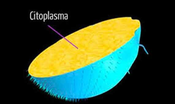 o que é citoplasma
