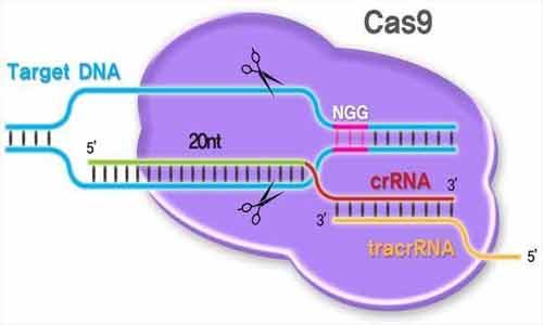 O que é CRISPR Cas9